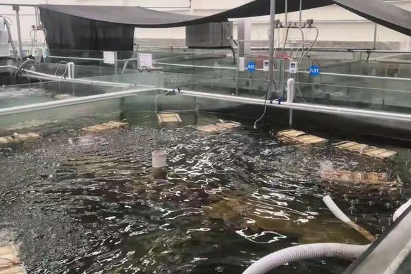 澳洲龙虾怎么养殖，养殖澳洲龙虾要注意的事项