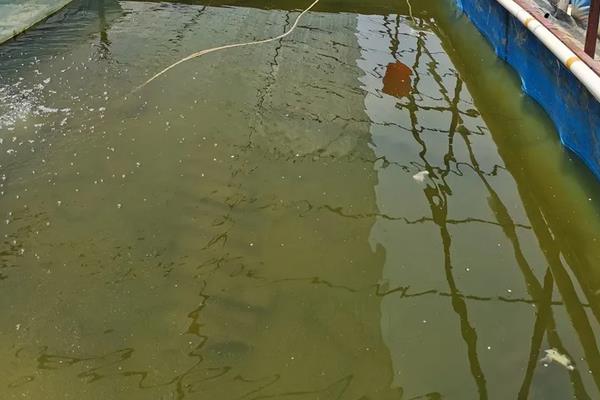 澳洲龙虾怎么养殖，养殖澳洲龙虾要注意的事项