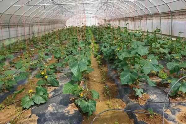 黄瓜株距是多少行距是多少，附黄瓜的种植方法