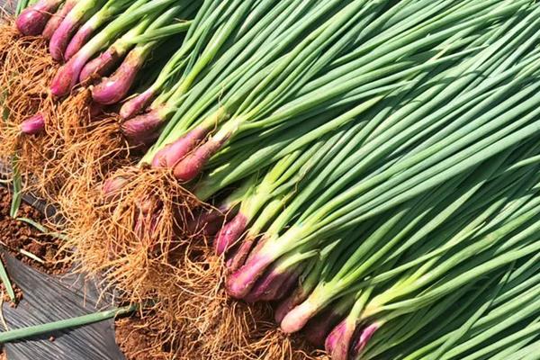 红葱亩产量一般是多少公斤，附种植方法