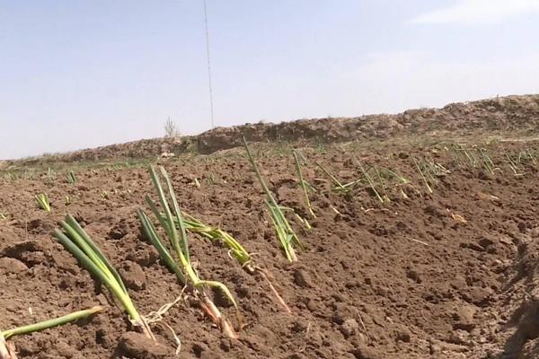 红葱亩产量一般是多少公斤，附种植方法