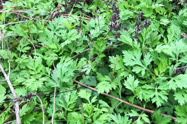 艾草10月份还能收割吗，附种植方法