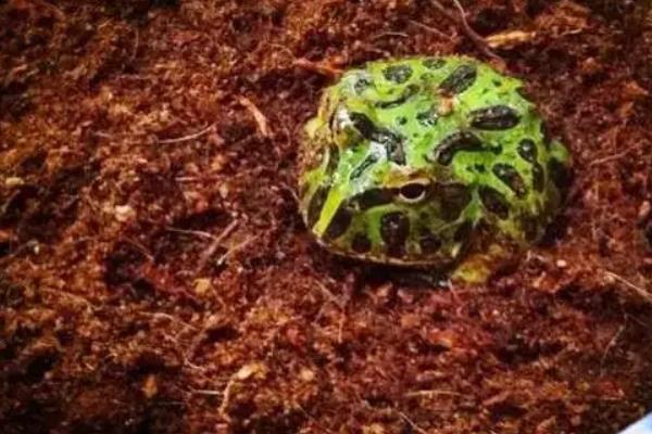 角蛙怎么养,角蛙有毒吗