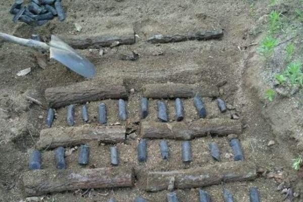 天麻的栽培与种植技术,几年才能收获