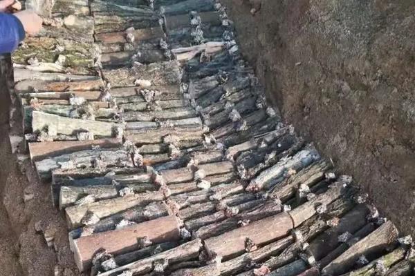 天麻的栽培与种植技术,几年才能收获