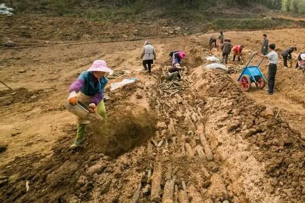 天麻的栽培与种植技术,几年才能收获