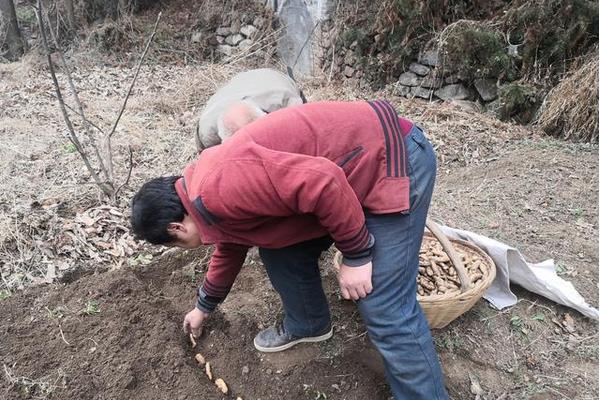 天麻的栽培与种植技术,几年才能收获