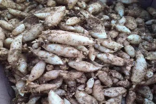 天麻的栽培与种植技术,几年才能收获