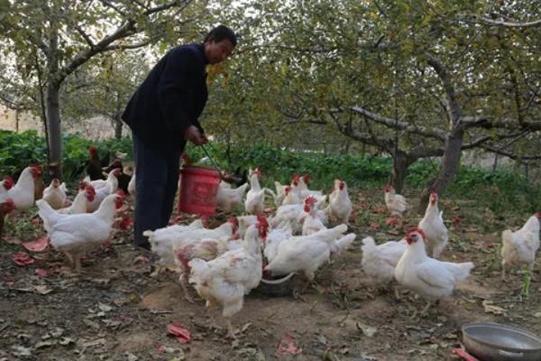 白萝卜喂鸡生喂还是熟喂，白萝卜的种植方法