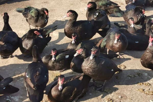 旱鸭子养殖技术,与普通鸭子有什么区别