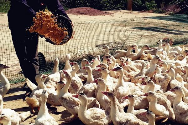 旱鸭子养殖技术,与普通鸭子有什么区别