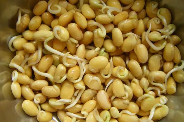 豆芽怎样生长才会生长的更快,附种植方法