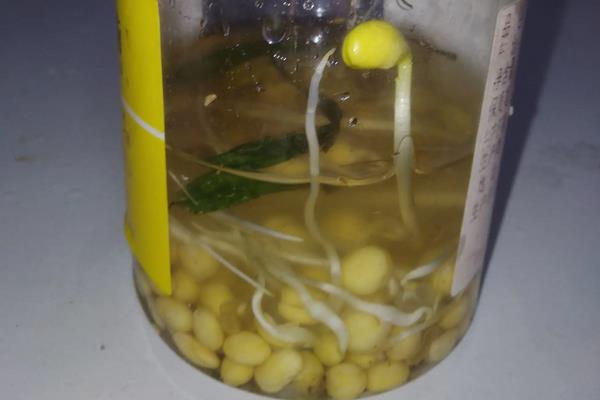 豆芽怎样生长才会生长的更快,附种植方法