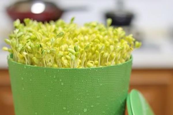豆芽怎样生长才会生长的更快,附种植方法