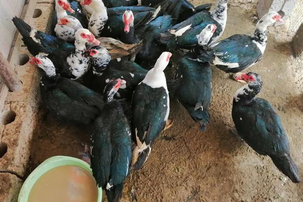 旱鸭子养殖技术,与普通鸭子有什么区别