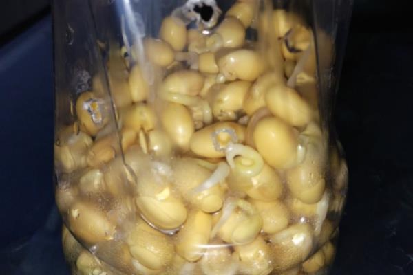 豆芽怎样生长才会生长的更快,附种植方法
