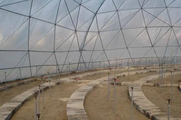 豆芽怎样生长才会生长的更快,附种植方法