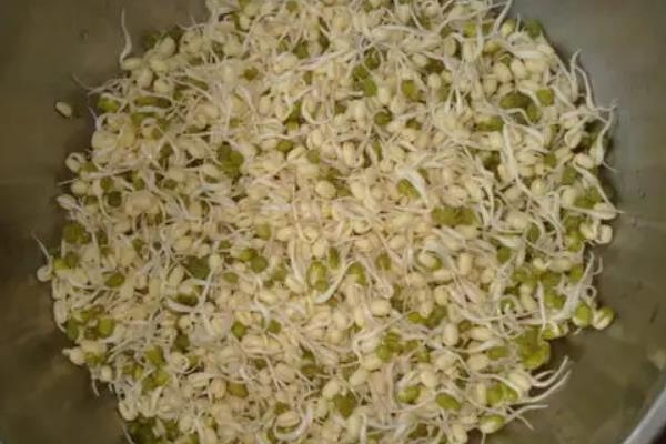 豆芽怎样生长才会生长的更快,附种植方法