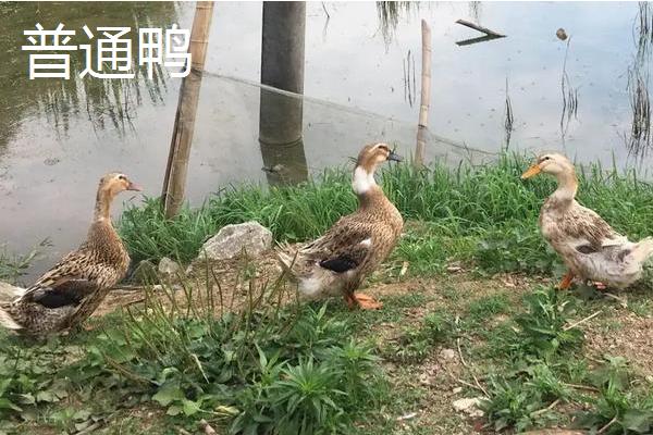 旱鸭子养殖技术,与普通鸭子有什么区别