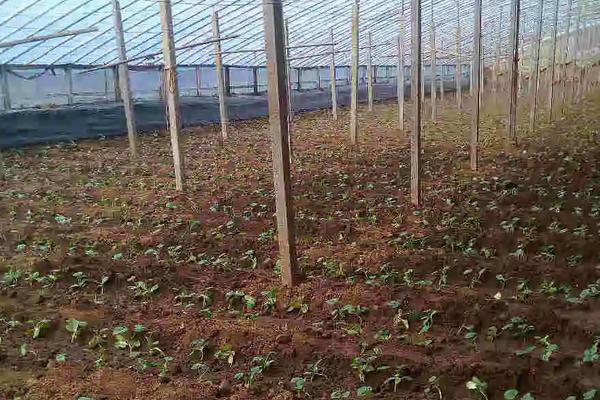 黄瓜地第二年可以继续种吗,附黄瓜的种植方法