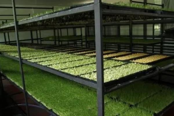 豆芽怎样生长才会生长的更快,附种植方法