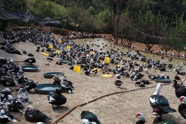 旱鸭子养殖技术,与普通鸭子有什么区别