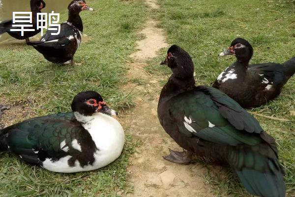 旱鸭子养殖技术,与普通鸭子有什么区别