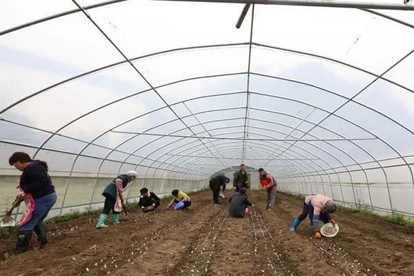 韭菜种多深合适，附韭菜种植技术