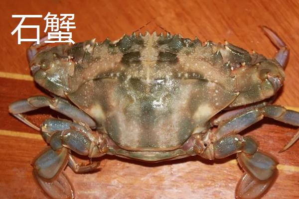 石蟹怎么养，石蟹和大闸蟹的区别