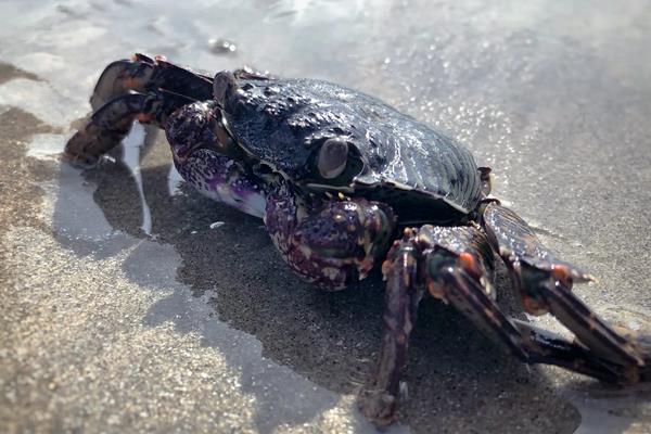 石蟹怎么养，石蟹和大闸蟹的区别