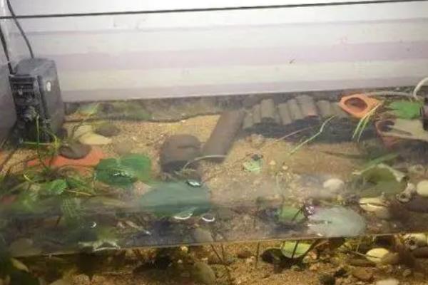 石蟹怎么养，石蟹和大闸蟹的区别