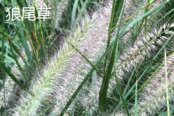 狼尾草和紫叶狼尾草的区别