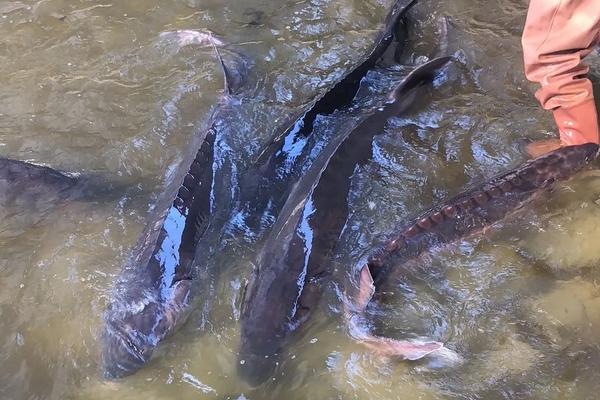 中华鲟养殖方法和技术,它的哪个部位有毒