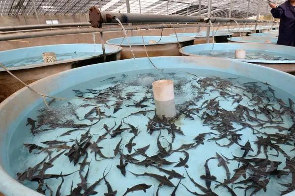 中华鲟养殖方法和技术,它的哪个部位有毒