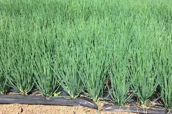 小葱亩产量一般是多少公斤,附种植技术