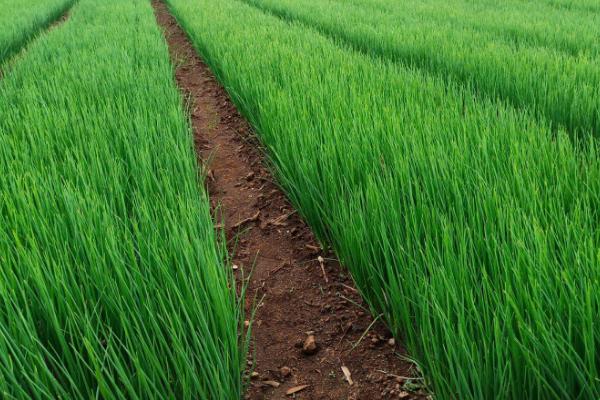 种一亩小葱用多少斤籽,附小葱的种植方法