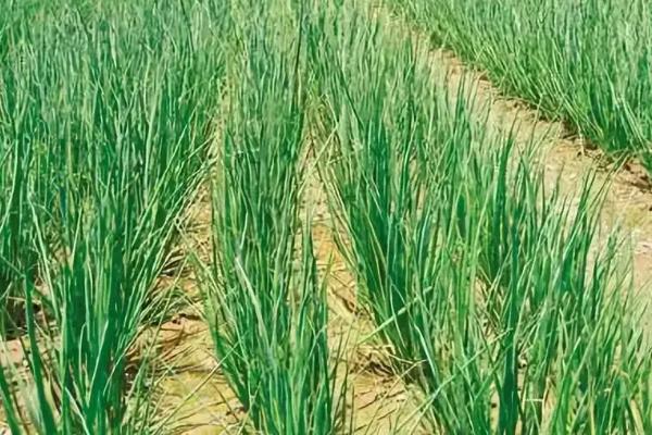 小葱亩产量一般是多少公斤,附种植技术