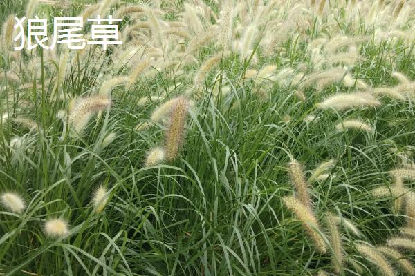 狼尾草与细叶芒的区别