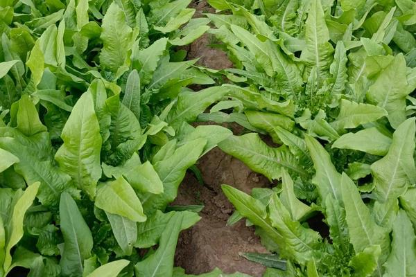 油麦菜大棚种植技术，温度多少合适