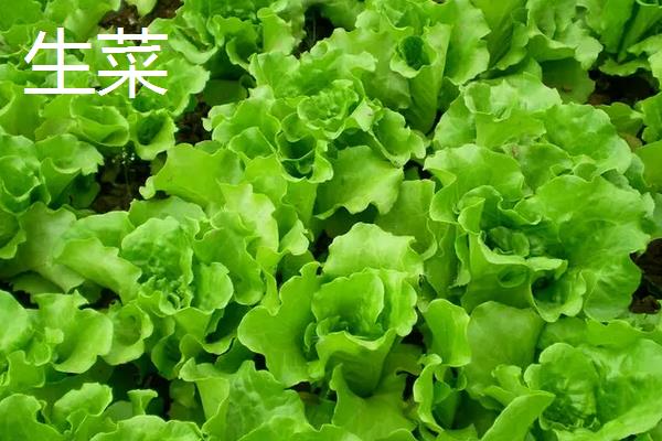 油麦菜播种时间和种植方法,油麦菜和生菜如何区分