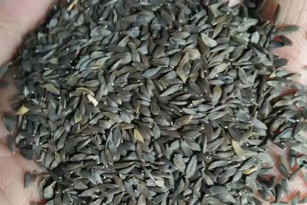 油麦菜播种时间和种植方法,油麦菜和生菜如何区分