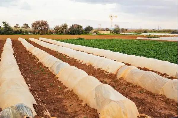 油麦菜播种时间和种植方法,油麦菜和生菜如何区分