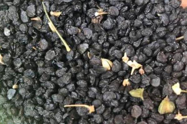 韭黄是怎么种出来的,韭黄就是韭菜吗