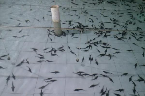 中华鲟养殖方法和技术,它的哪个部位有毒