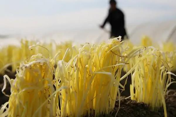 韭黄是怎么种出来的,韭黄就是韭菜吗