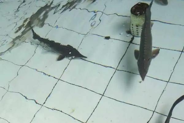 中华鲟养殖方法和技术,它的哪个部位有毒