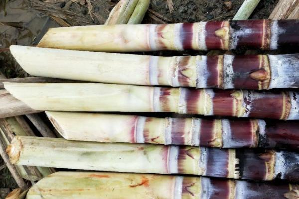 甘蔗种植全过程,适合哪些地方种植