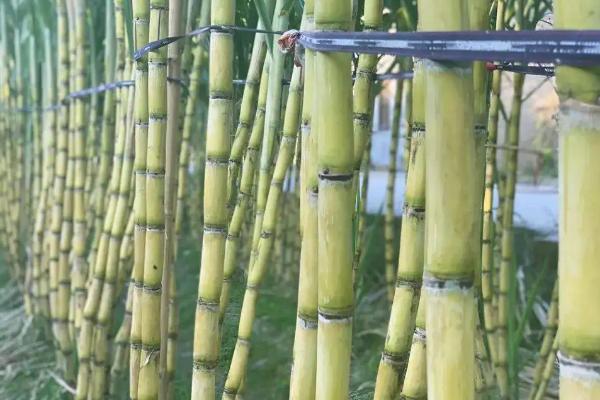 甘蔗种植全过程,适合哪些地方种植