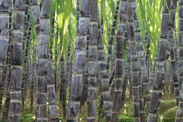 甘蔗种植全过程,适合哪些地方种植