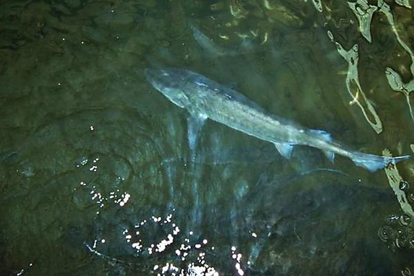中华鲟养殖方法和技术,它的哪个部位有毒